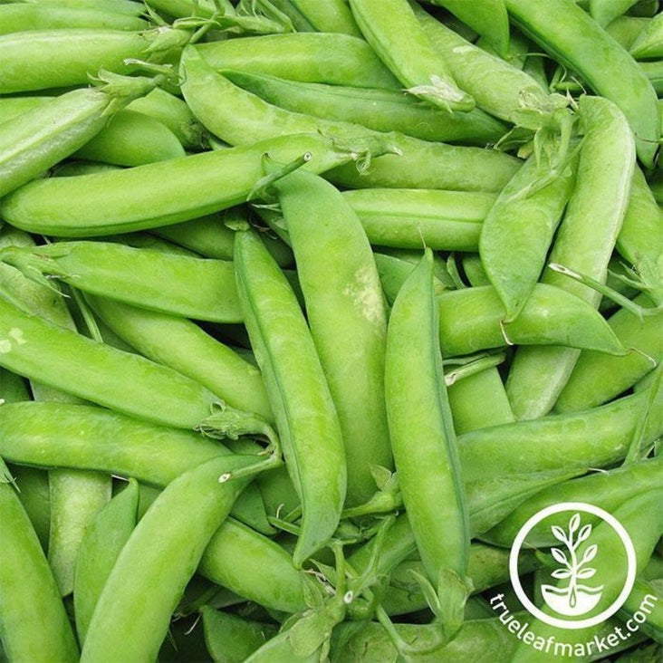 Wando Pea Seeds: Packets to Bulk - Wholesale Prices