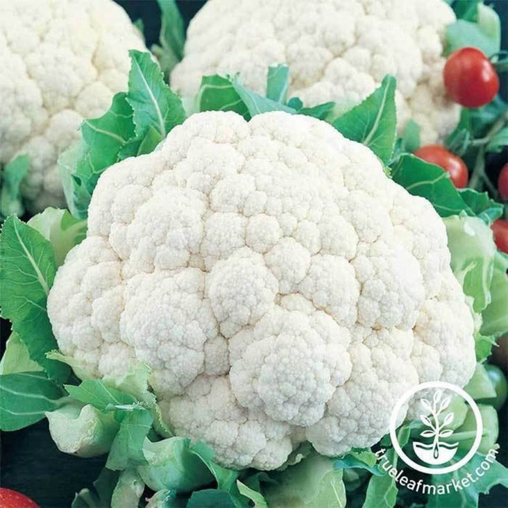 Cauliflower Garden Seeds - Snowball Y Improved | Non-GMO, Heirloom