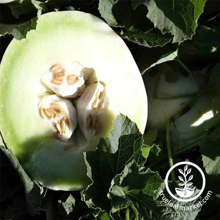 Heirloom Honeydew Melon Seeds - Green Flesh | Buy Fruit Garden Seeds