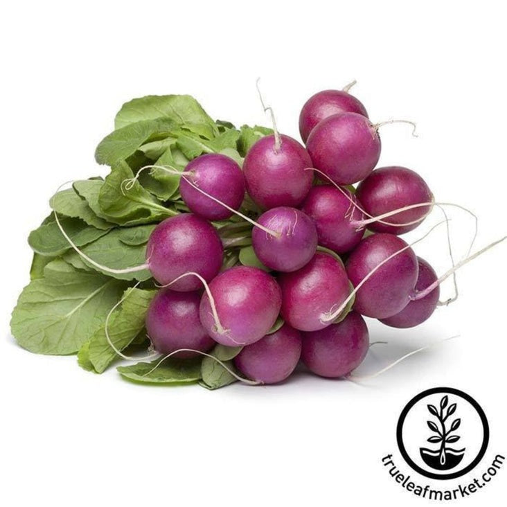 Heirloom Purple Plum Radish Seeds | Non-GMO Vegetable Gardening Seeds