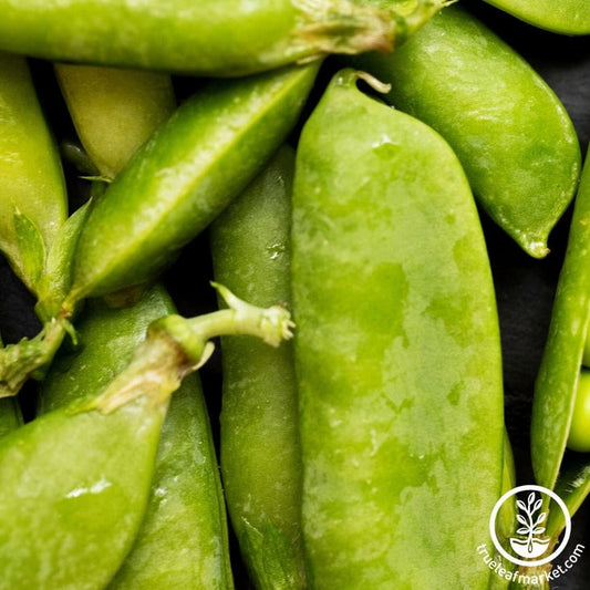 Heirloom Snap Pea Seeds - Sugar Sprint | Buy Non-GMO Green Pea Seeds