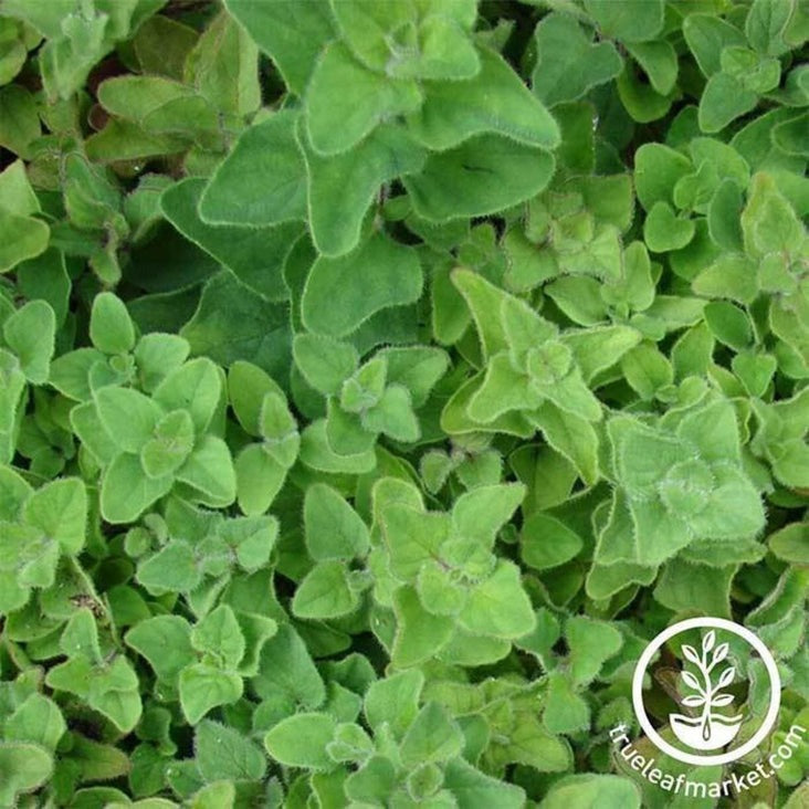 Heirloom Green Oregano Seeds | Non-GMO Culinary Herb Gardening Seeds