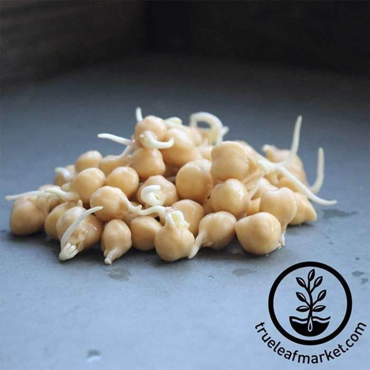 Organic Garbanzo Sprouts & Garbanzo Sprout for Sprouting