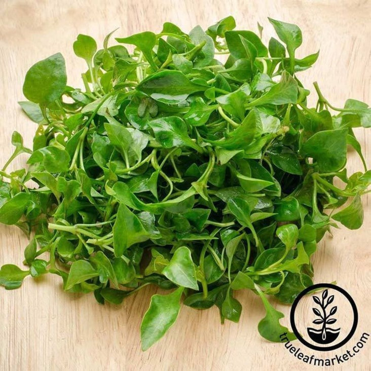 Curled Cress Seeds | Herb & Garden Seeds - Non-GMO - Lepidium sativum