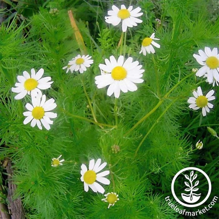 Non-GMO German Chamomile Seeds | German Chamomile Flower Seed