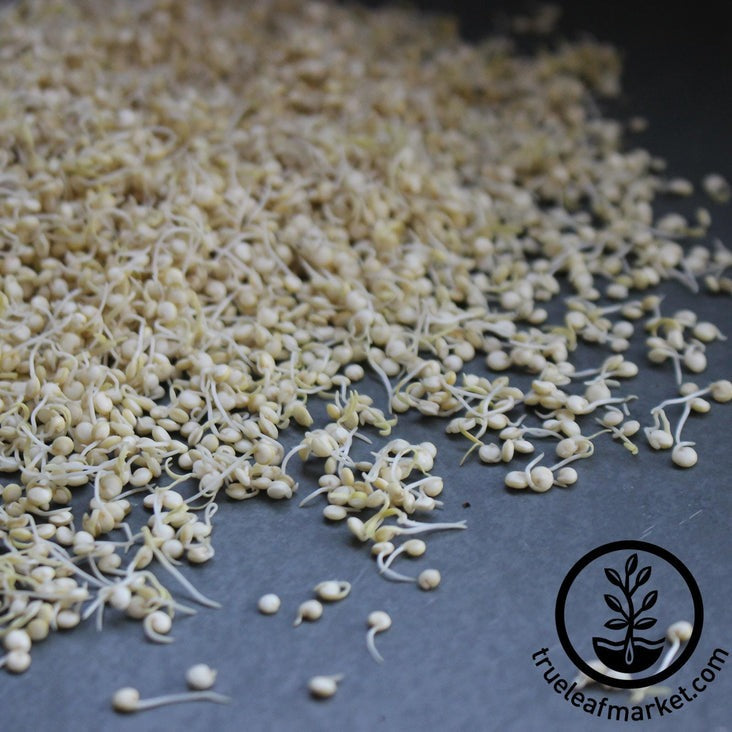 Organic Quinoa Sprouting Seed | Quinoa Grain