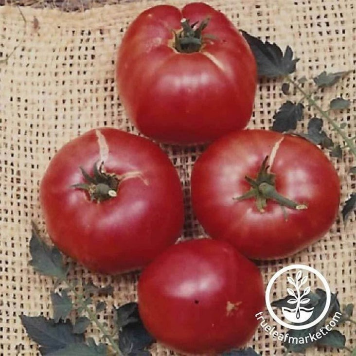 Tomato Seed | German Johnson