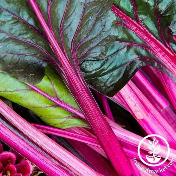 Swiss Chard Seed | Magenta Sunset