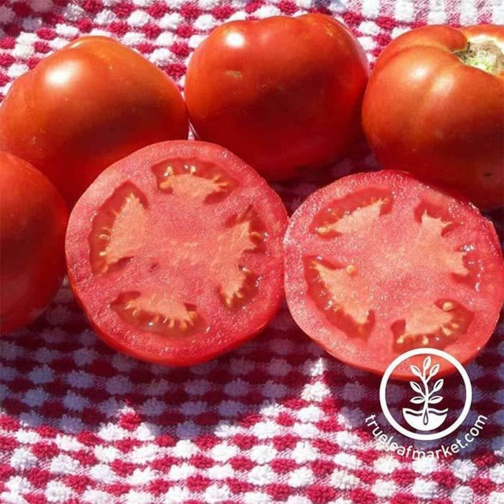 Beefsteak Tomato Seeds | Non-GMO Vegetable Garden Seeds - Free Ship