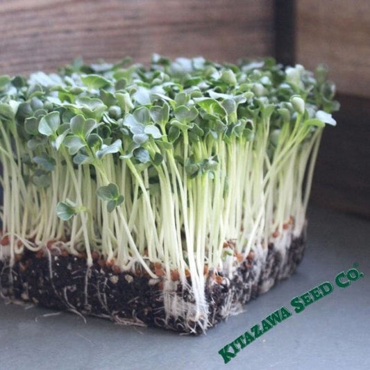 Daikon Radish Microgreens Seeds - Grow Radish Micro Greens - Free S&H