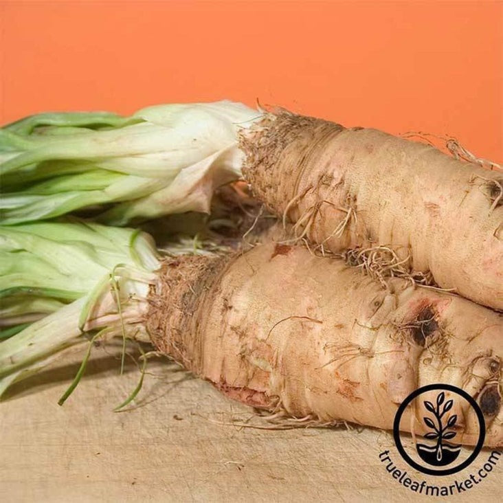 Sandwich Island Salisfy Seeds | Heirloom, Non-GMO White Salsify Seeds
