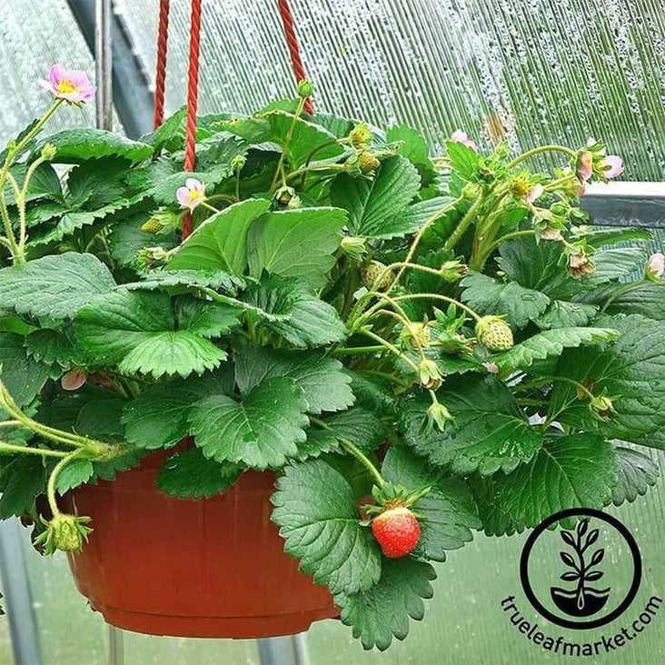 Strawberry Seeds - Berries Galore Hybrid Pink | Perennial Fruit Garden