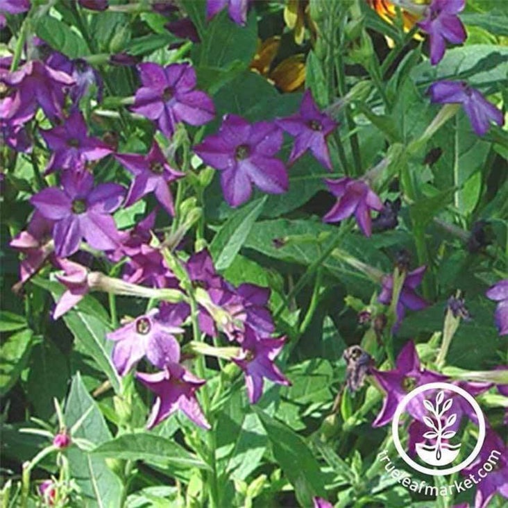 Nicotiana Seed (Pelleted) | Perfume Deep Purple
