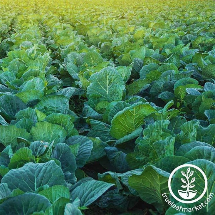 Non GMO, Heirloom Collards Seeds - Morris Heading | Packet to Bulk