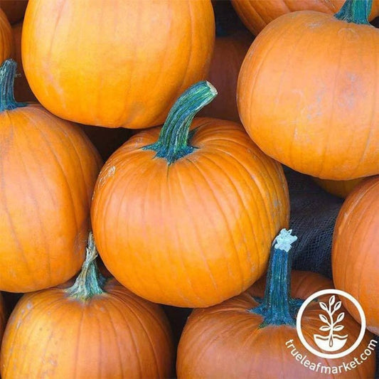 Heirloom Pumpkin Garden Seeds - Sugar Pie | Non-GMO Vegetable Seeds