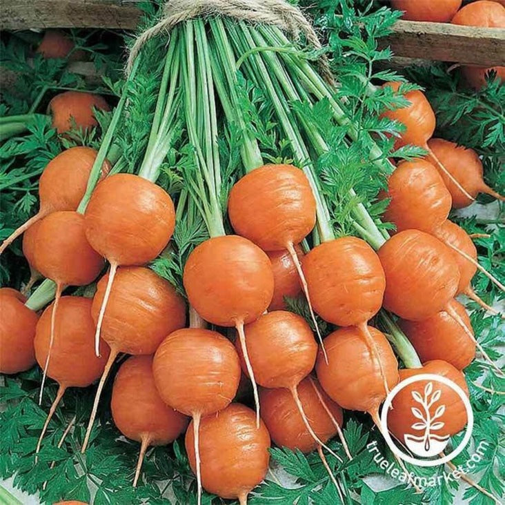 Heirloom Parisian Carrot Garden Seeds | Non-GMO, Open Pollinated Seeds