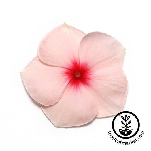 Vinca Bedding Flower Seeds - Pacifica XP Series | Flower Gardening