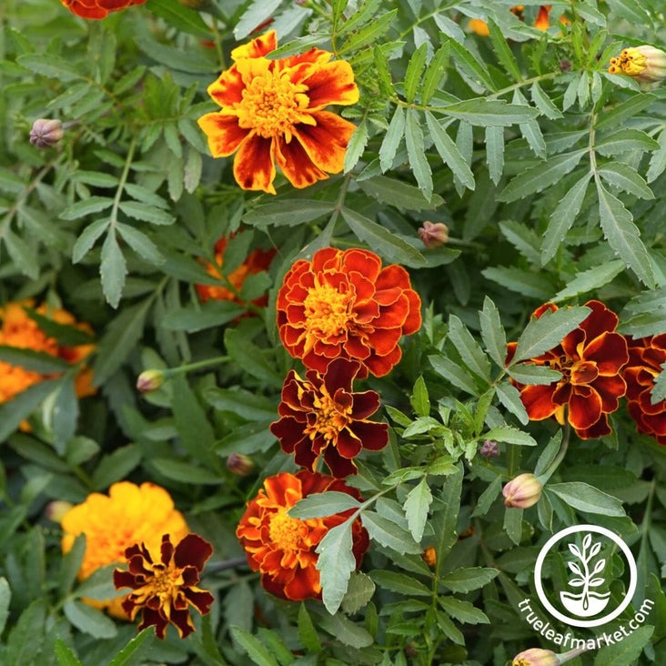 Marigold Flower Gardening Seeds - Sparky Mixture | Buy Flower Seeds