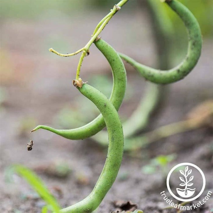 Heirloom Black Valentine Bush Bean Garden Seeds - Bulk Wholesale Avail