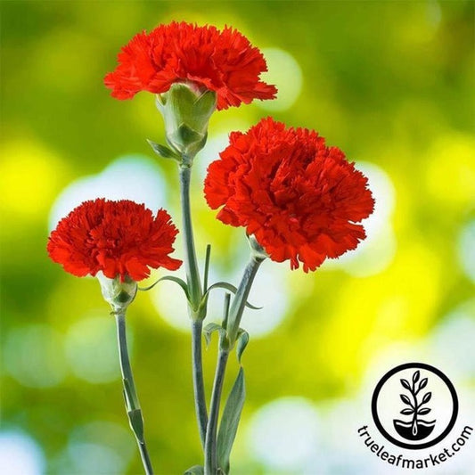 CanCan Carnation Scarlet Flower Seeds | AKA: Clove Pink - Buy Seeds