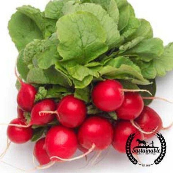 Organic Radish Seeds - Cherry Belle | Heirloom & Non-GMO Garden Seeds