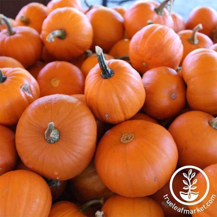 Heirloom Pumpkin Seeds - Wee-B-Little | Non-GMO Vegetable Garden Seeds