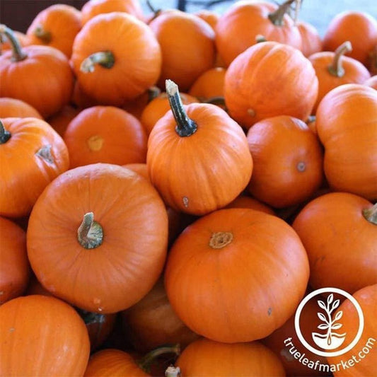 Heirloom Pumpkin Seeds - Wee-B-Little | Non-GMO Vegetable Garden Seeds