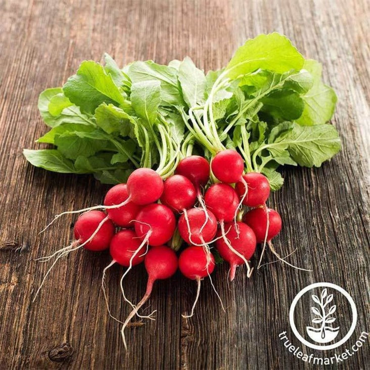 Heirloom Radish Seeds - Cherry Belle | Non-GMO Veggie Garden Seeds