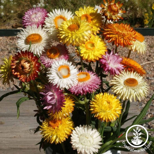 Strawflower Seed | Tall Double Mix
