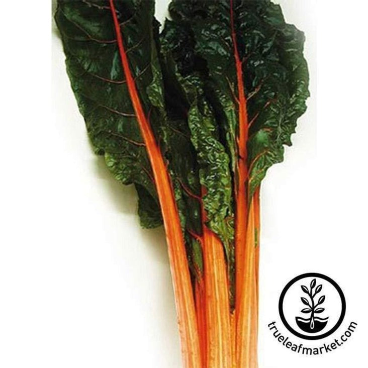 Swiss Chard Seed | Orange