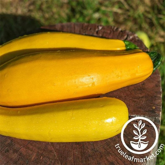 Summer Squash Seed | Zucchini Golden