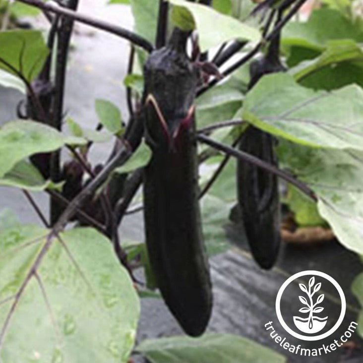 Hybrid Eggplant Seeds - Millionaire Purple | Non-GMO Vegetable Seeds
