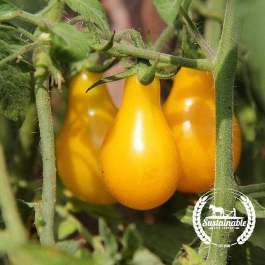 Non-GMO Organic Yellow Pear Tomato Seeds | Organic Tomato Seed