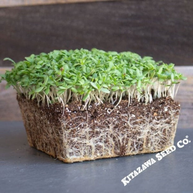Shungiku Microgreens Seeds | AKA: Three Color Daisy - Edible Flowers