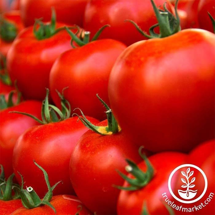 Tomato Seed | Husky Red Hybrid