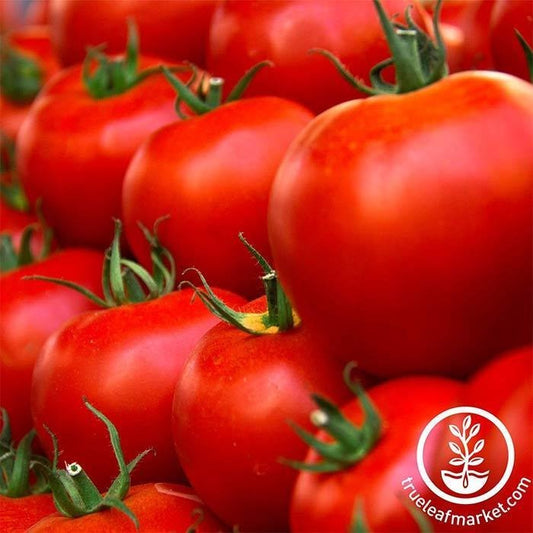 Tomato Seed | Husky Red Hybrid
