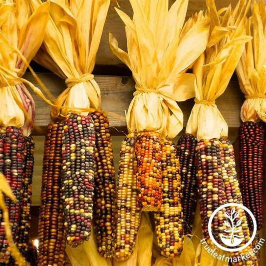 Ornamental Indian Corn Seeds | Heirloom & Non-GMO Gardening Seeds