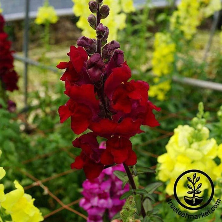 Snapdragon Seeds - Sonnet Series Hybrid | Annual Flower Gardening Seed