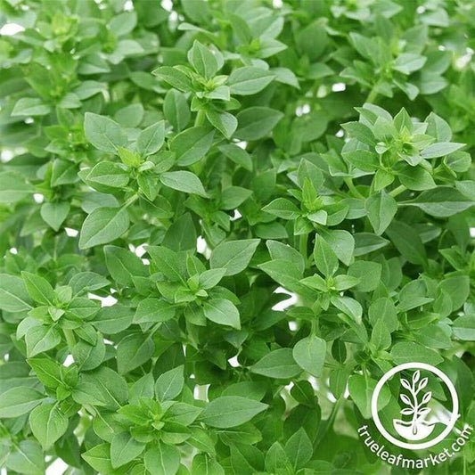 Non-GMO Basil Dwarf Greek Seeds | Dwarf Greek Garden Seeds