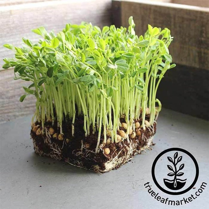 Dun Pea Microgreens Seeds - Grow Dun Pea Micro Greens Shoots
