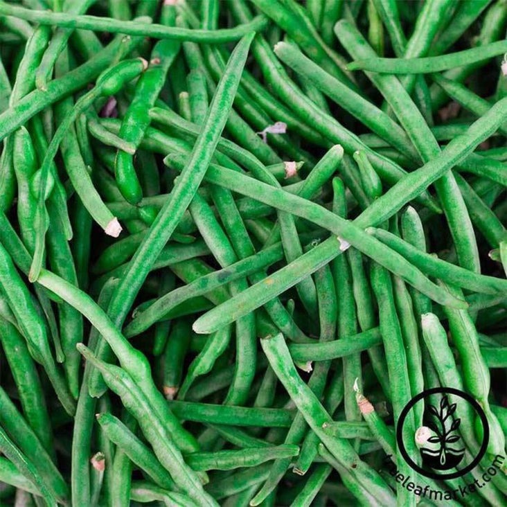 Heirloom Jade Bush Bean Seeds - Packet to Bulk Wholesale Garden Seeds