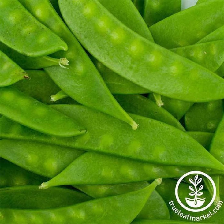 Heirloom Mammoth Melting Sugar Pod Snow Pea Seeds | Buy Non-GMO Seeds