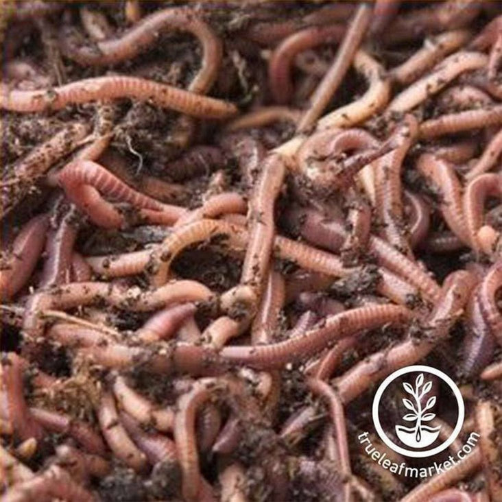 Redworms for Composting | 1000 Red Worms Shipped