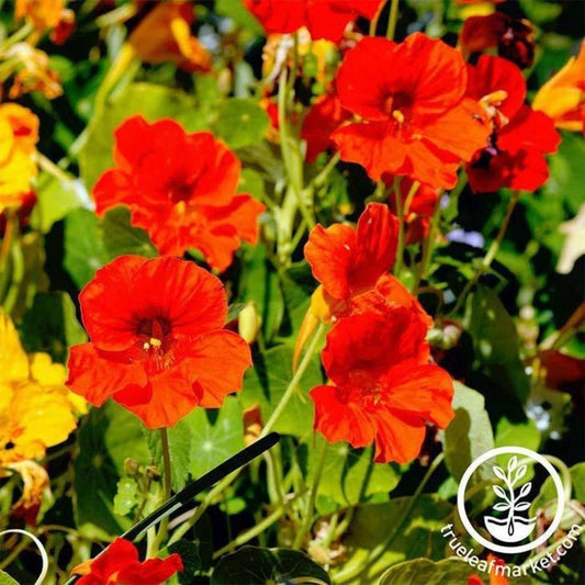 Jewel Mix Nasturtium Seeds | Annual Flower Garden Seeds - Free S&H