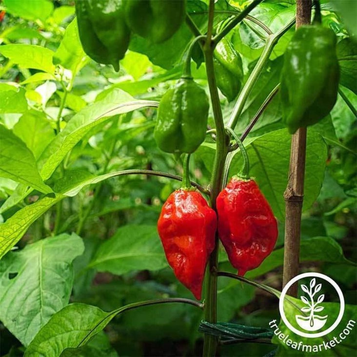 Non-GMO Bhut Jolokia Ghost Pepper Seeds | Heirloom, Non-GMO - Free S&H