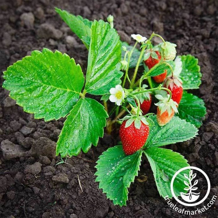 Strawberry Seeds - Berries Basket Hybrid | Perennial Fruit Garden Seed