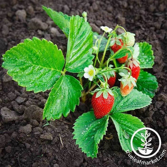 Strawberry Seeds - Berries Basket Hybrid | Perennial Fruit Garden Seed