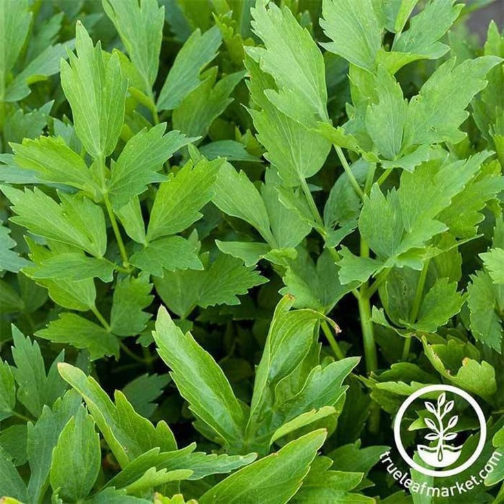 Non-GMO Lovage Herb Garden Seeds | Annual Medical Herb Seeds- Free S&H