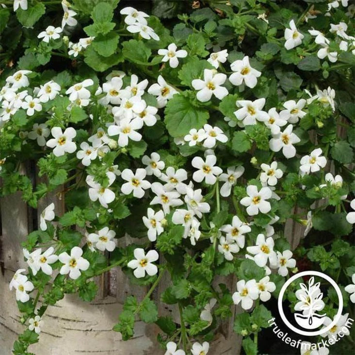 Bacopa Flower Garden Seeds - Utopia Series - Blutopia & Snowtopia Seed