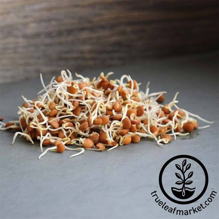 Red Lentil Sprouting Seeds | Grow Red Lentil Sprouts